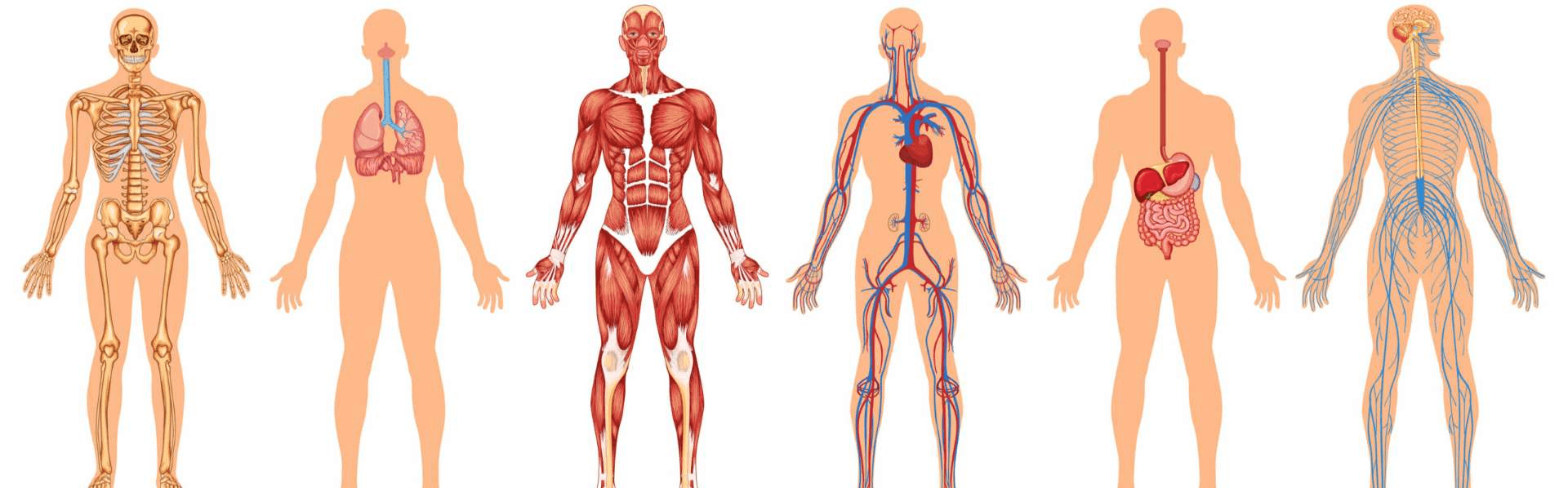 Lär dig Body systems av Carrie